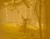 yellow.jpg