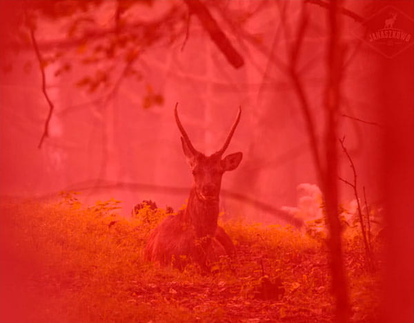 red.jpg